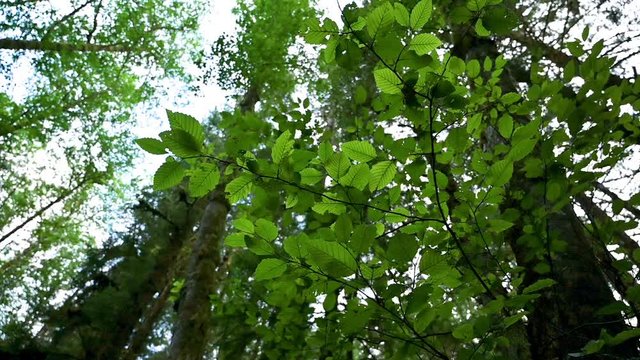 Green Leaves on tree branches in the forest. Low angle of lush nature in wild nature. 
