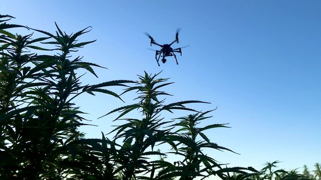 Hemp field with an agricultural drone flying over it.