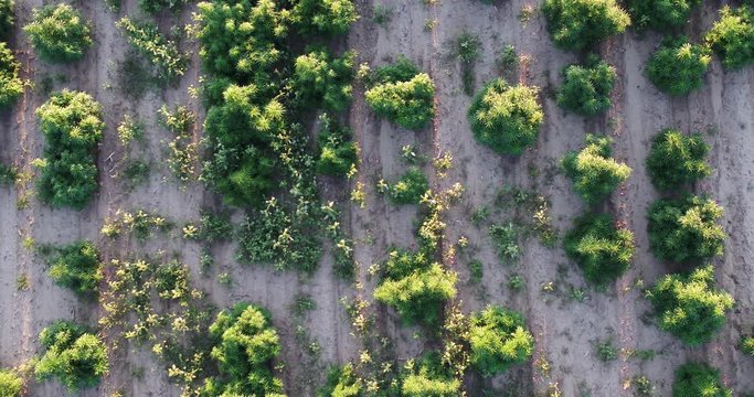 Hemp with some weeds growing between plants in this drone shot of the field.
