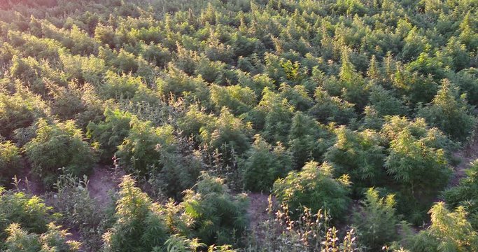 Natural organic hemp field with large plants in this drone shot.