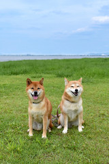 柴犬・並ぶ・笑顔