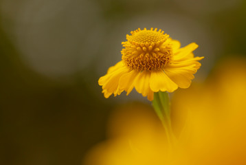 Gelbe Blume - Sonnenbraut ( Hellenium )