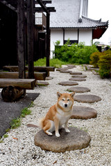 柴犬・飛び石・和風庭園