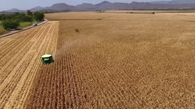 aerial video from a drone to an agricultural field where the threshing of corn is made in the day showing the surroundings of the sierra in the north of the state of sinaloa mexico