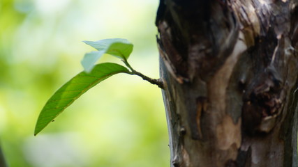 chopped hands of the sprouting tree