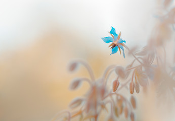 Blaue makro Blüten des Borretsch (Borago officinalis)	