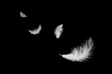 abstract, soft white feathers floating in the air, isolated on black background