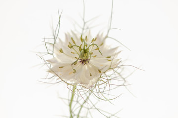 Blumen - Jungfer im Grünen (Nigella damascena) - Platz für Text
