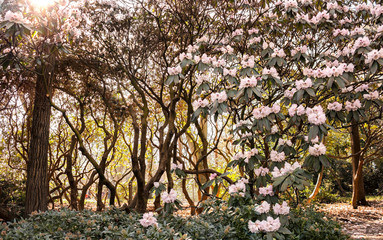 Blühende Rhododendron Bäume - Natur