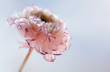 Zarte Blüte der Ranunkel ( Ranunculus asiaticus) - Blumen