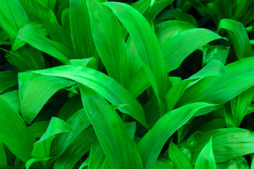 abstract green leaf texture, nature background, tropical leaf