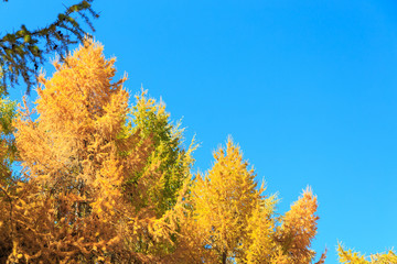 Fototapeta na wymiar Autumn. Beautiful yellow birch leaves and branches of larch trees on a background of blue clear sky. Natural background. Place to insert text.