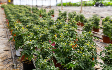 Fototapeta na wymiar Tomato seedlings growing in pots in sunny greenhouse