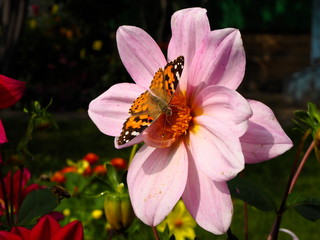 butterfly on a bright garden flower in the garden