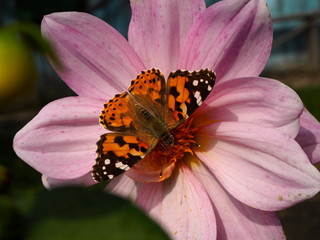 butterfly on a bright garden flower in the garden