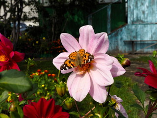 butterfly on a bright garden flower in the garden