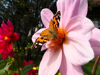 butterfly on a bright garden flower in the garden