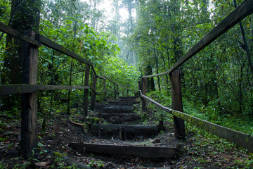 Escaleras en el bosque