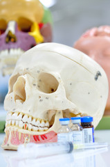 human skull anatomy model