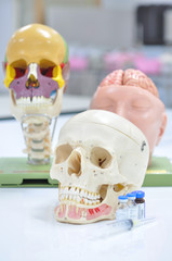 human skull anatomy model