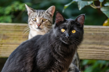Two young cats outdoor in the garden - black cat and short hair common house cat portrait.