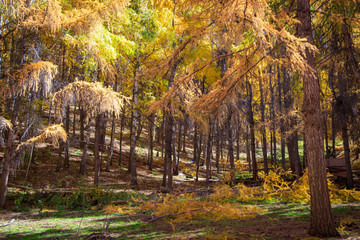 Fototapeta na wymiar Autumn forest. Beautiful trees of lilacs. Bright natural colors. Natural landscape of autumn.