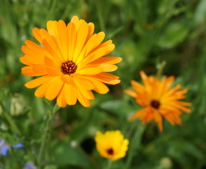 Orange flower