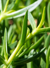 Obraz premium Green grassy plant on nature as a background