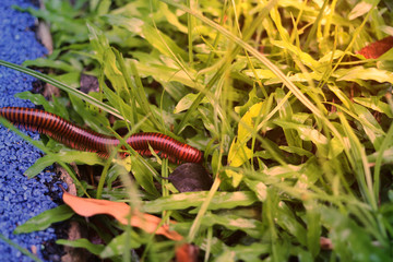 Millipedes walks into the grass from asphalt floor ,selective focus