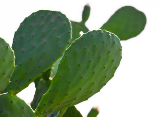 Green cactus in the nature