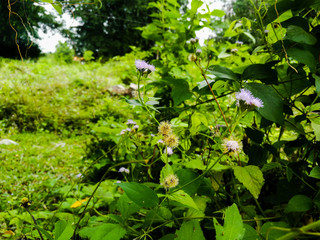 Obraz premium green leaves in the garden