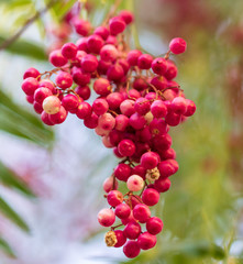 Black pepper seeds on the branches of a tree