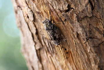 Cicada fly on tree bark