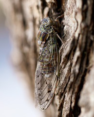 Cicada fly on tree bark