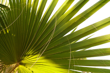 Green leaves on a palm tree in the tropics