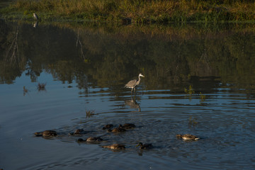 Heron in a pond a misty morning in Stockholm