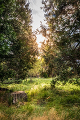 Yellow sun creates a starburst between lush pine trees and thick grass