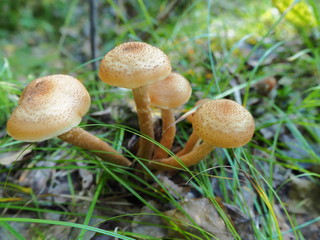 mushrooms in the autumn forest on a Sunny day