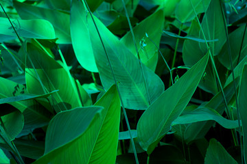 Naklejka na ściany i meble Natural dark green leaves Natural on the ground