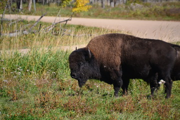 Plains Bison at Elk Island National Park