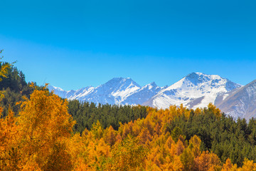 Autumn landscape. Yellow and green trees. Mountains and bright blue sky.