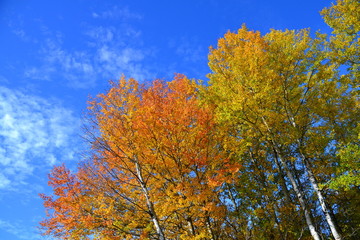 Yellow Trees in Autumn