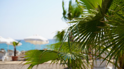 Fototapeta premium Close - up of palm leaves on a Sunny day at the seaside resort