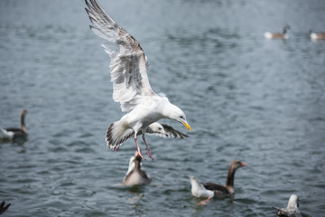 Seagull flying & swimming lake with seagalls and white birds flying over above the water