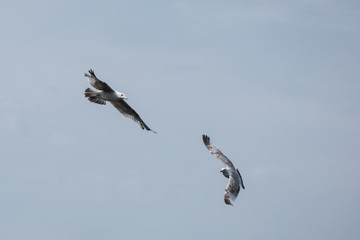 Obraz premium Seagull flying