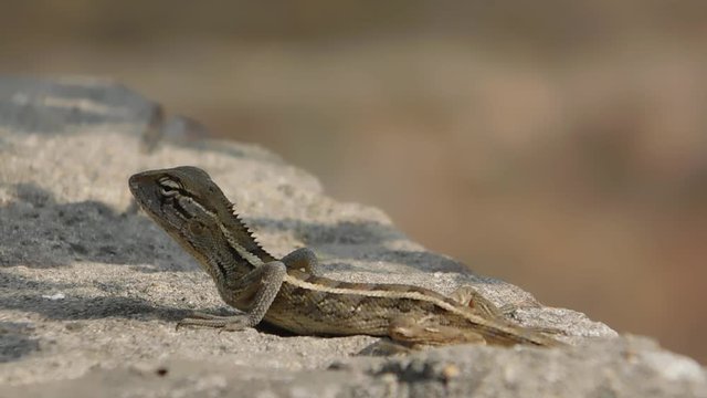 A Lizard on a stone