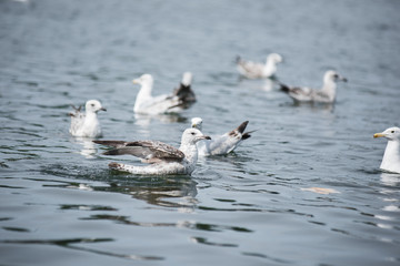 Seagull flying & swimming lake with seagalls and white birds flying over above the water