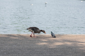 Duck is looking for food
