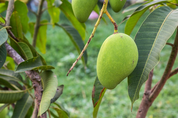The mango tree