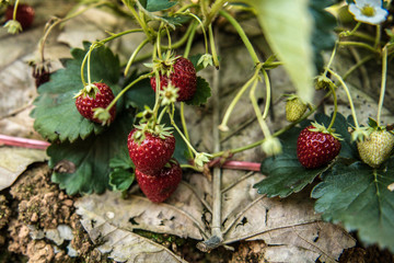 sweet fresh outdoor red strawberry, growing outside in soil, rows with ripe tasty strawberries
